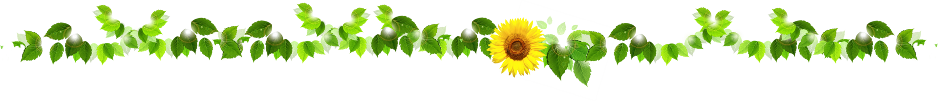 Blum,enranke mit Blättern und Sonnenblume