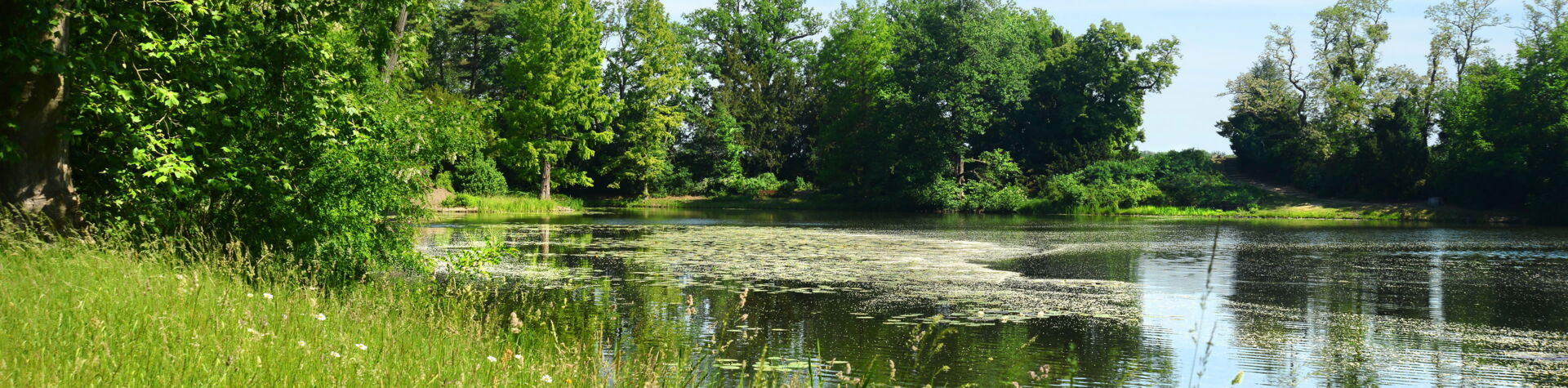 Ein ruhiger See mit Seerosen und Entengrütze, umgeben von dichtem Grün und Bäumen, am linken Bildrand hohes Gras – eine typische Naturlandschaft der Oberlausitz.
